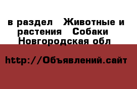  в раздел : Животные и растения » Собаки . Новгородская обл.